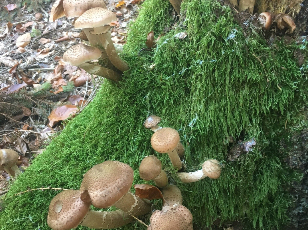 Celtic Trail at the Heidetränk Oppidum-Oberursel (Taunus)必去景点
