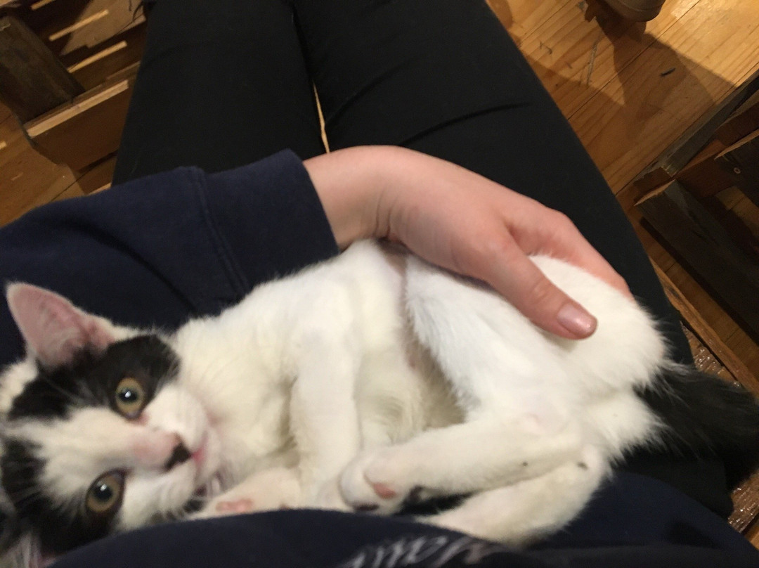 Parkside餐馆和美食-MeowMe Cat Cafe