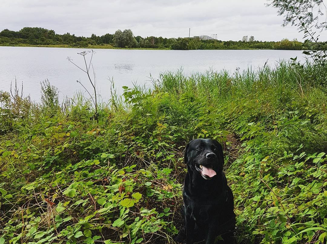 Whisby Nature Park景点图片