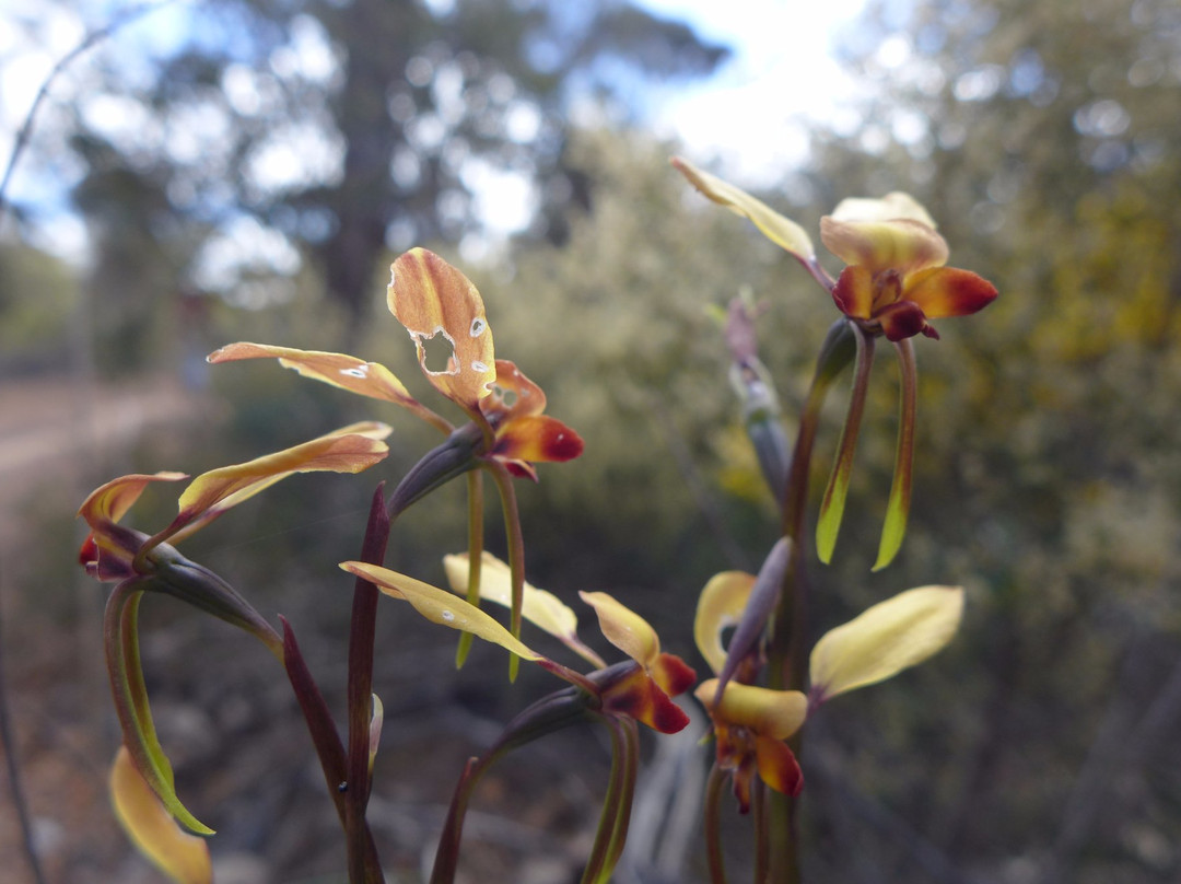 Dryandra Woodland景点图片