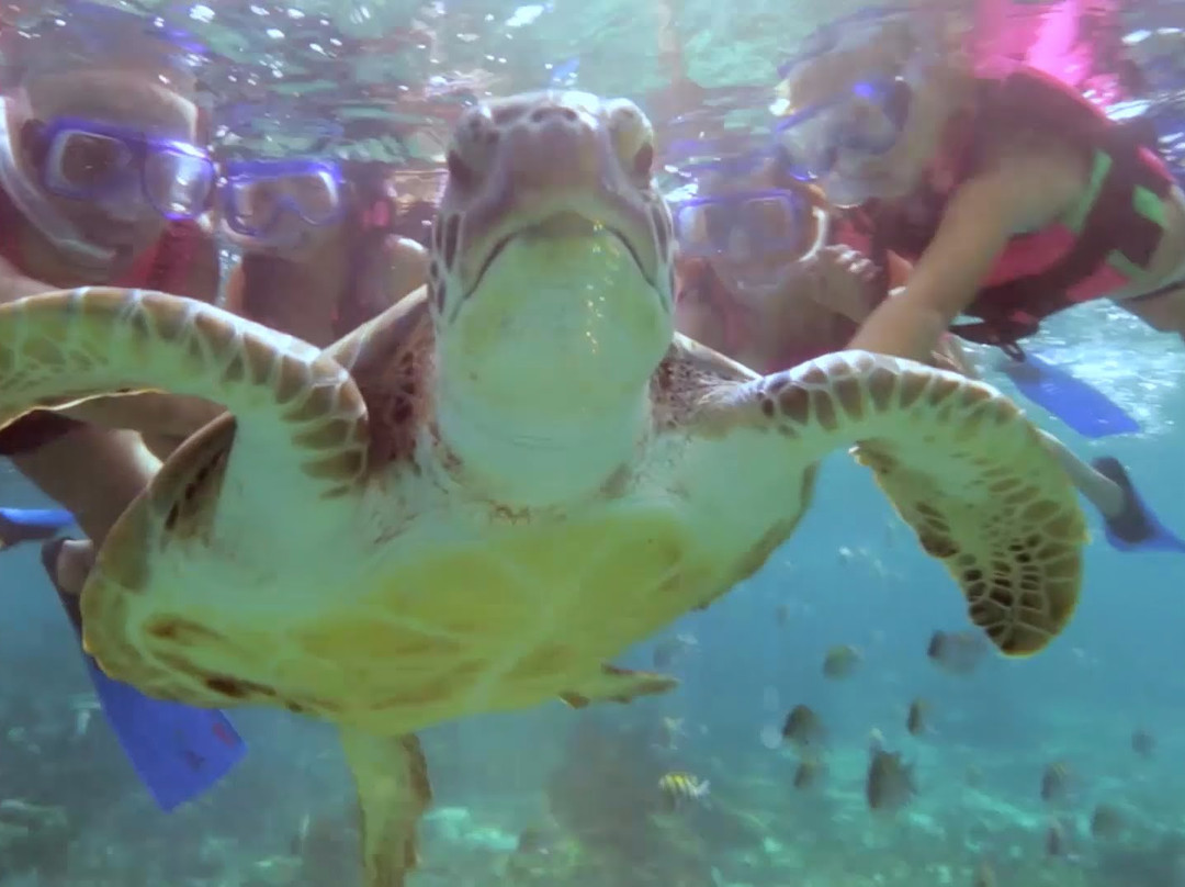 Riviera Maya Snorkeling-从莫雷洛斯港必去景点