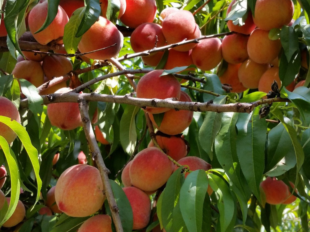 Giamarese Farm & Orchards-东布伦瑞克必去景点