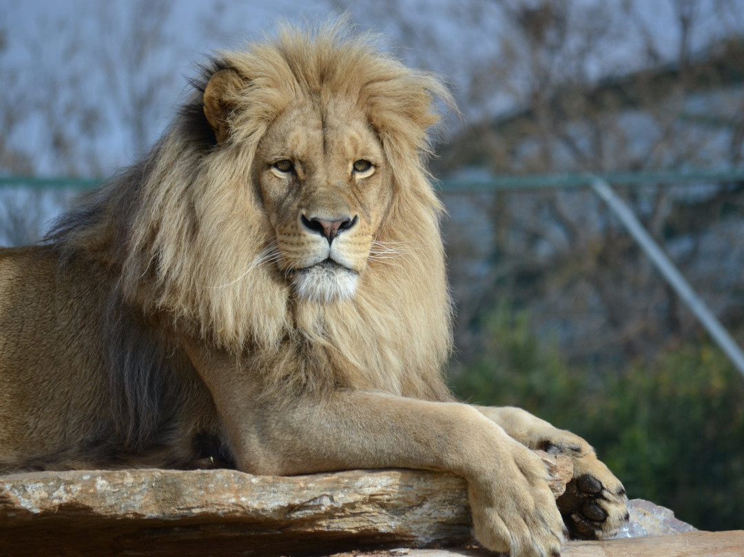 Attica Zoological Park-斯巴达必去景点
