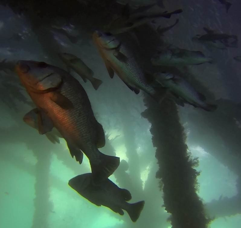 Navy Pier Exmouth-埃克斯茅斯必去景点
