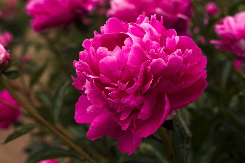 Brooks Gardens Peonies-Brooks必去景点