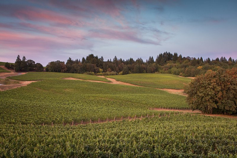 Elk Cove Vineyards-Gaston必去景点