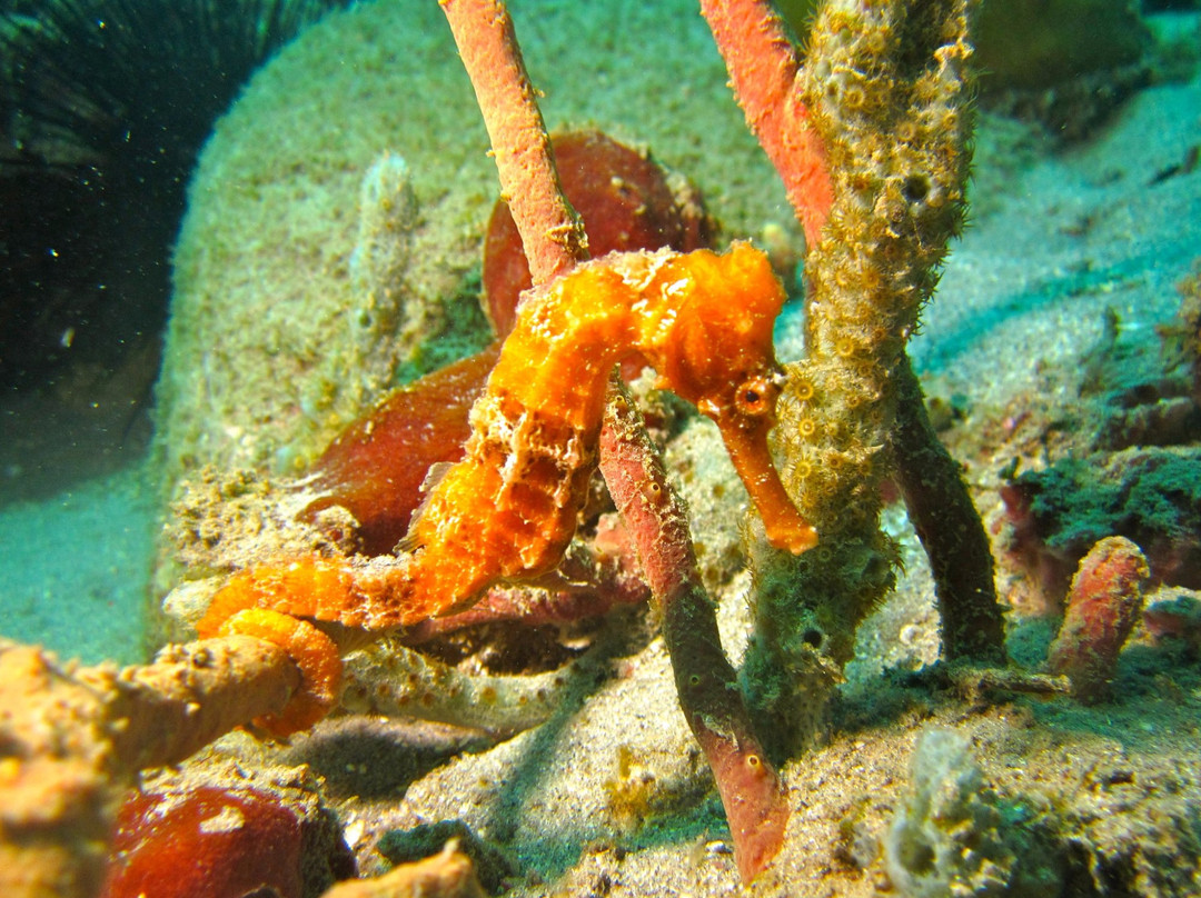 Island Dive Operations-Portsmouth必去景点