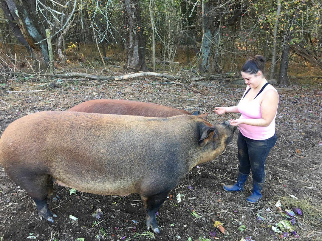 Open Gate Farm-Earlysville必去景点