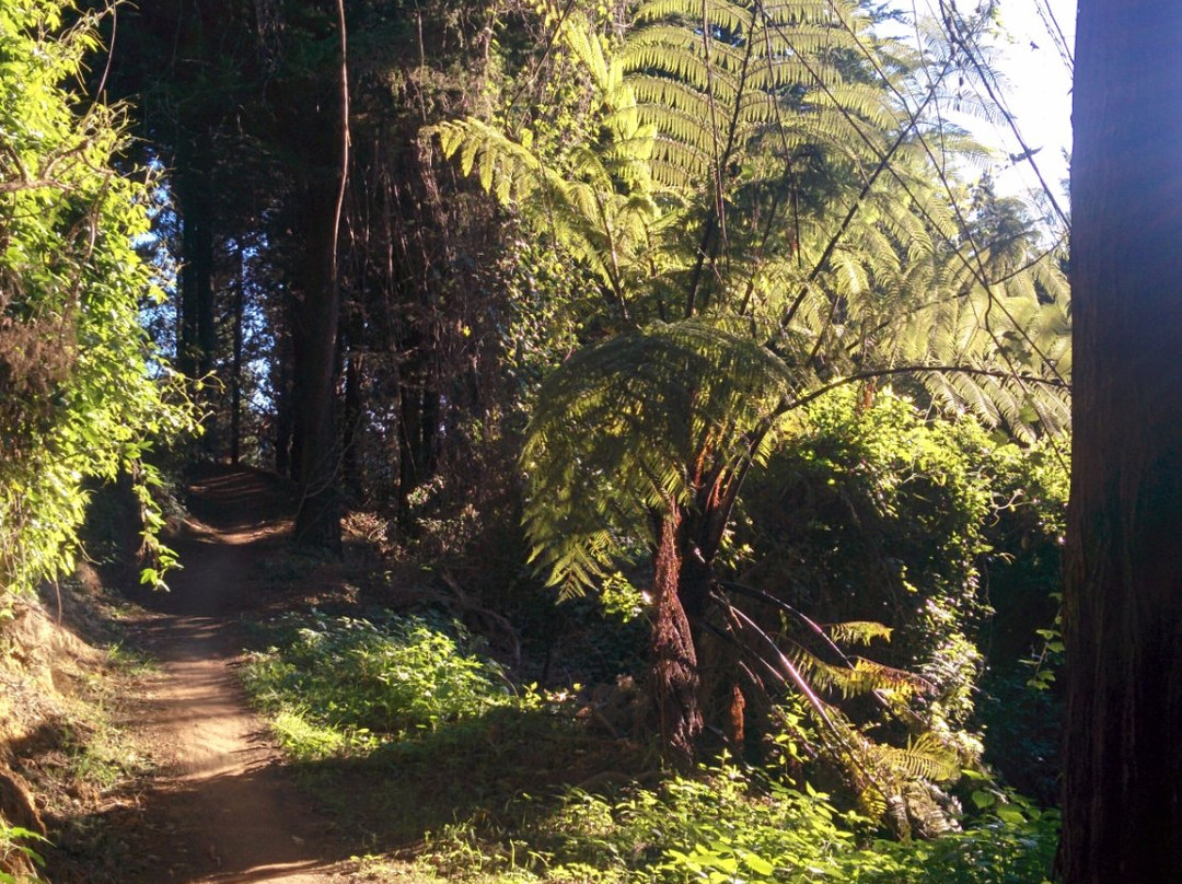 Silvan Forest Biking Trail景点图片
