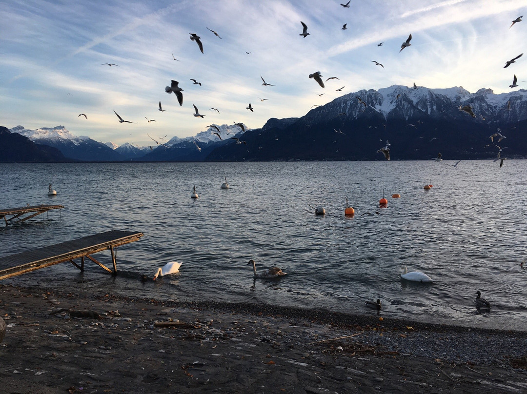 Swisspaddle Vevey-沃韦必去景点