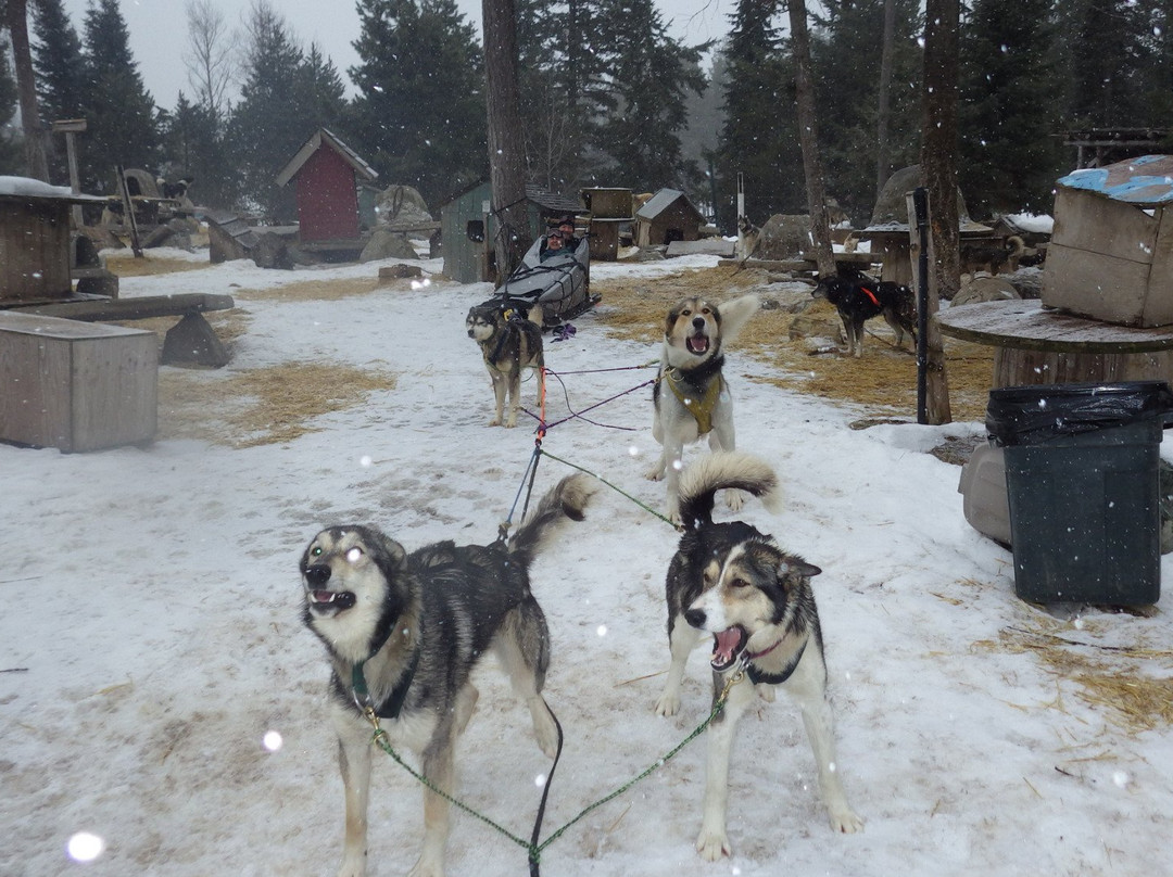 Dog Sled Adventures-Olney必去景点
