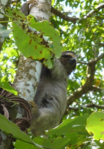 Boteros de Bastimentos-博卡斯镇必去景点