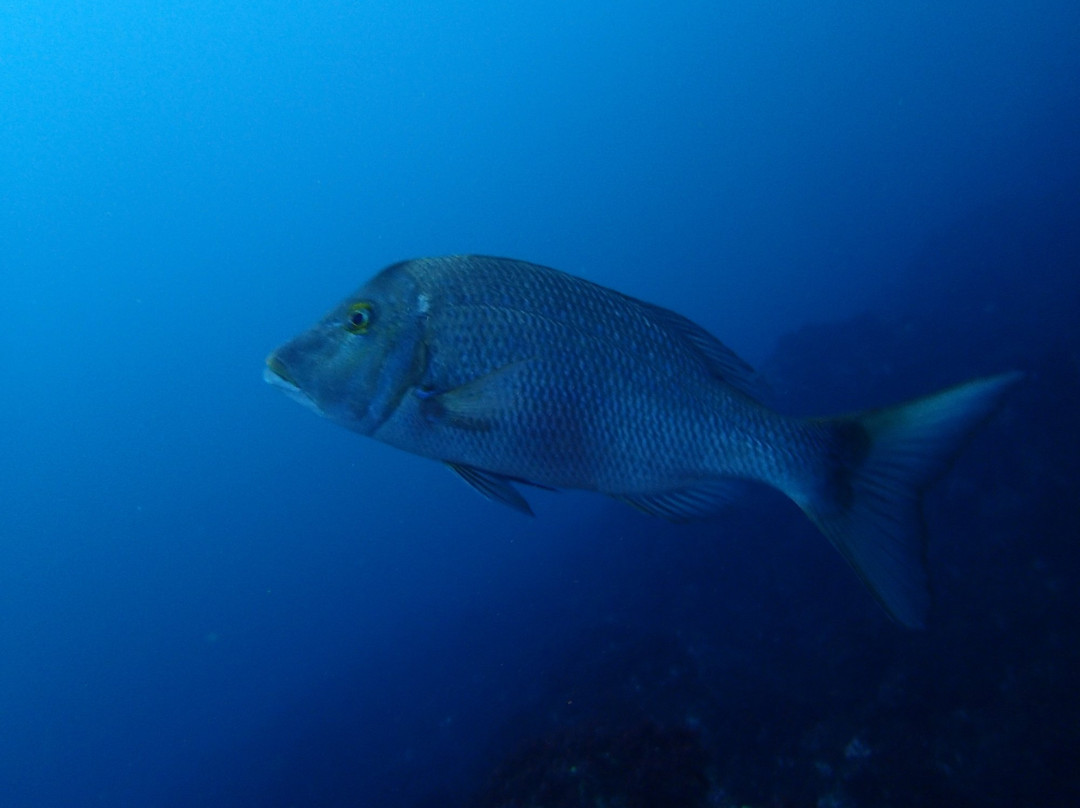 Toshiki Beach-大岛町必去景点