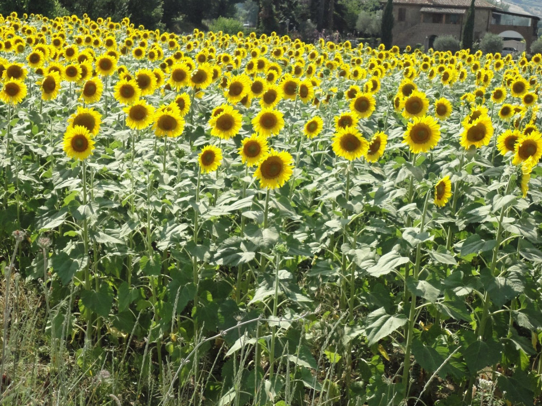B&B La Casa di Campagna Agricola