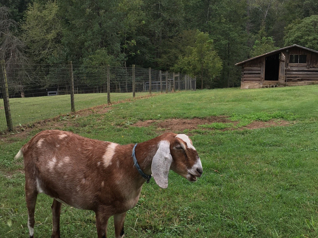 Goat Lady Dairy-Climax必去景点
