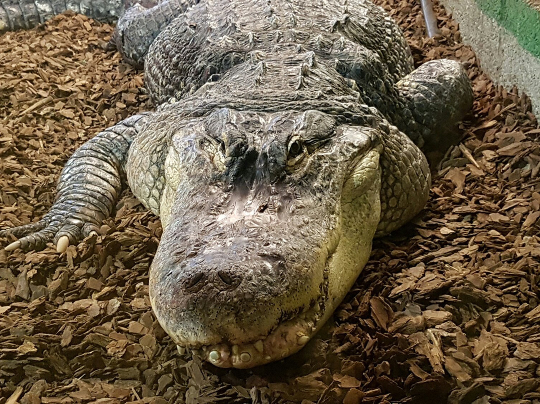Crocodiles of the World景点图片