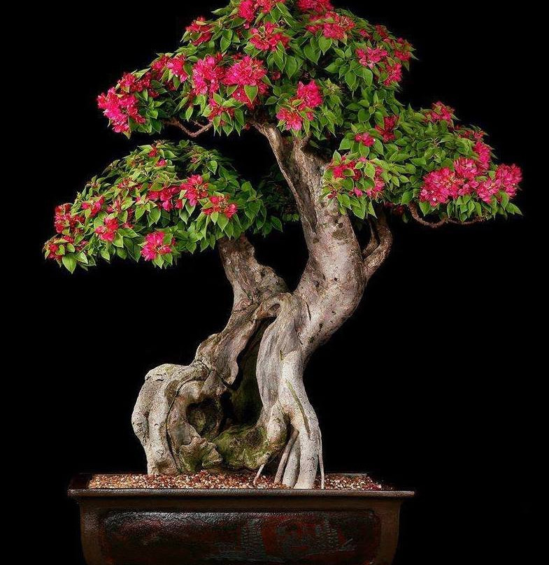 Miami Tropical Bonsai-迈阿密必去景点