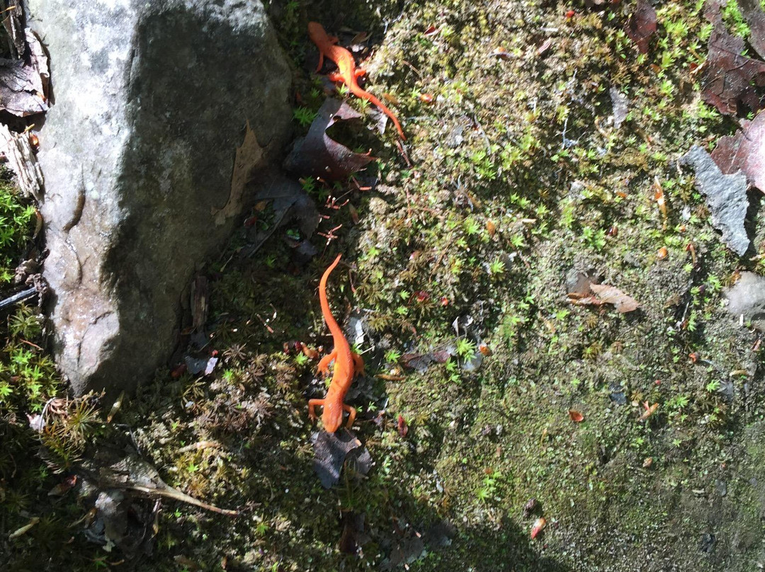 Giorgetti Park-Rutland必去景点