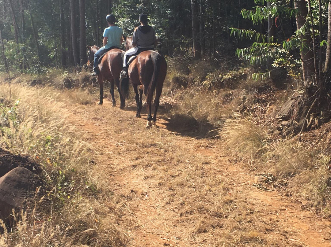 Buffelsbosch Equestrian景点图片