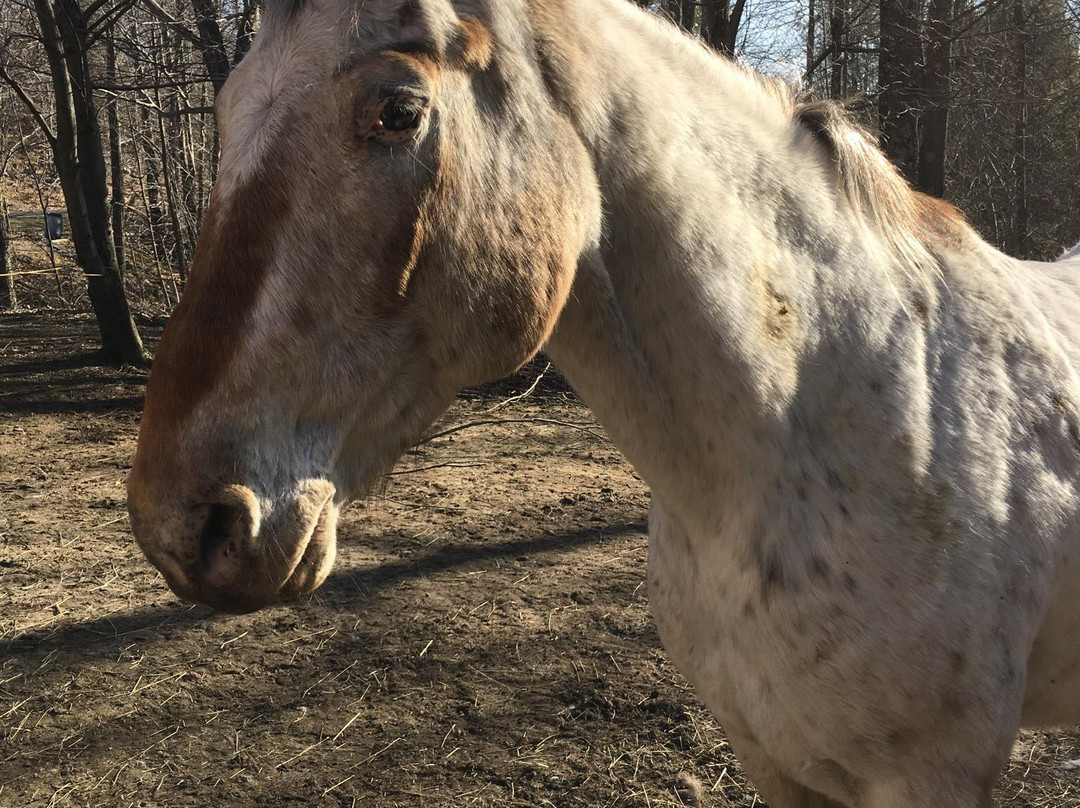 Rocke N Horse Farm景点图片