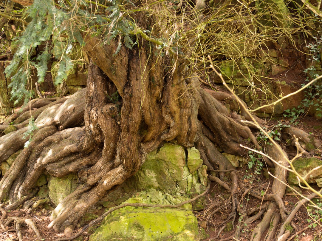 The Secret Forest-Clearwell必去景点