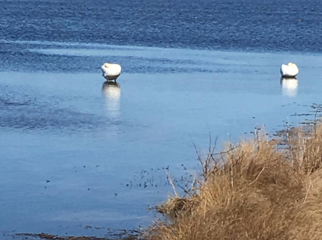 Cape May National Wildlife Refuge-开普梅考特豪斯必去景点