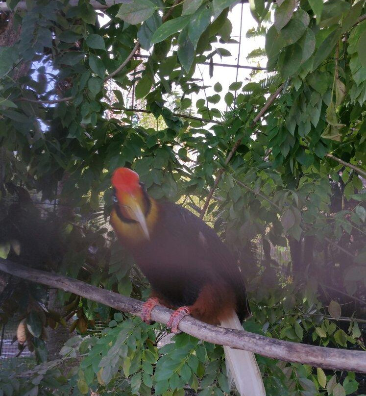 Orchid Gallery Moalboal