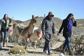 Paseo Con Llamas-San Antonio de los Cobres必去景点