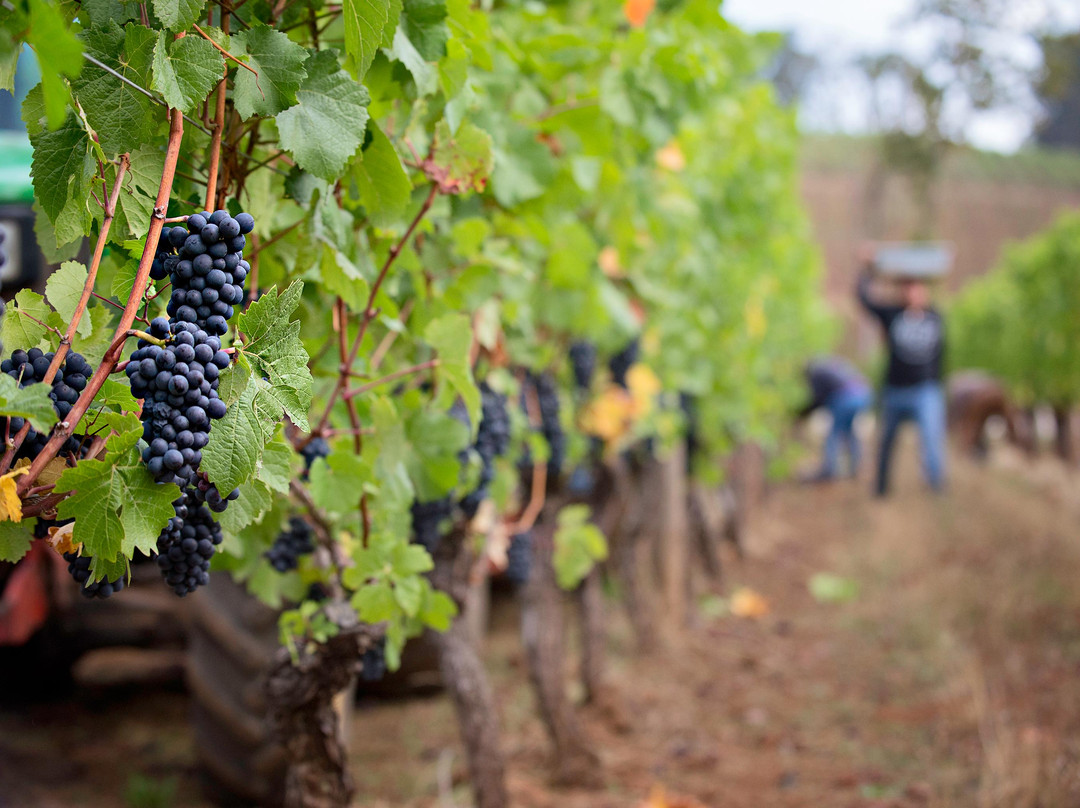 Hyland Estates Winery-Dundee必去景点