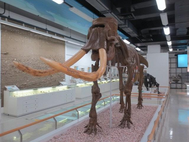 Akita Prefecture Museum景点图片