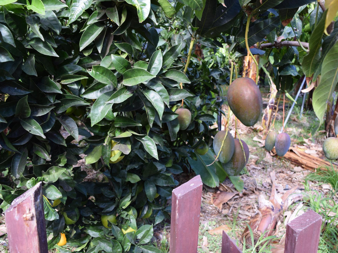 Jardin de Frutas Tropicales-Valle Gran Rey必去景点