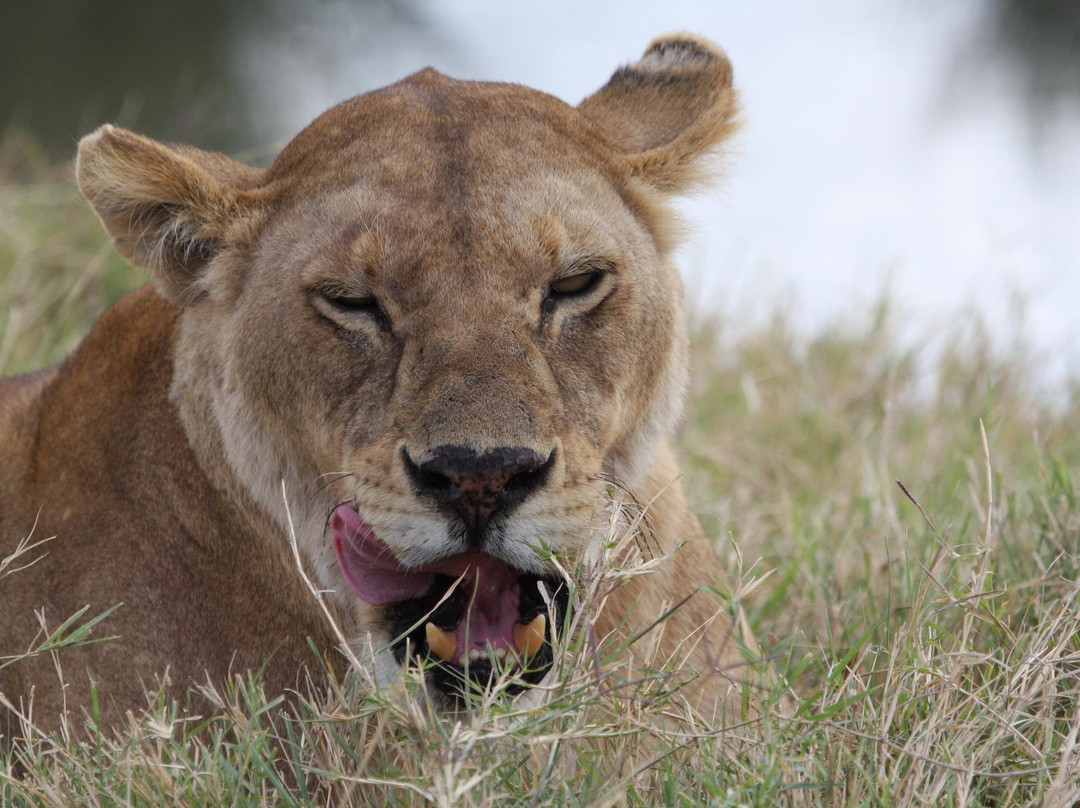 Shizi Safari-阿鲁沙必去景点