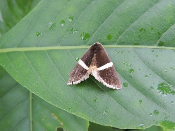 Lacchiwalla Nature Park景点图片