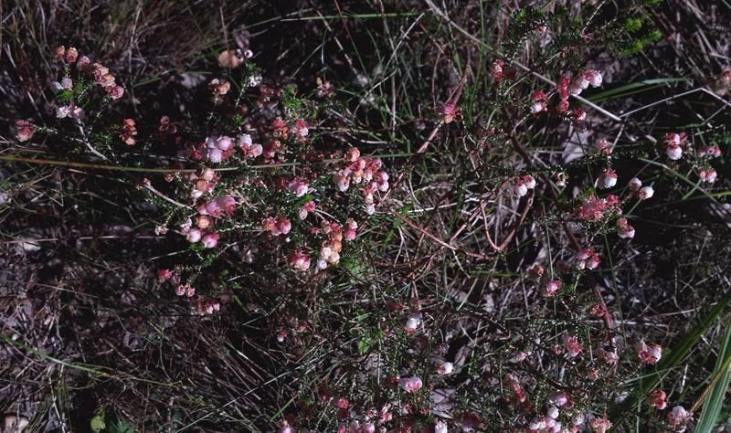 Pledge Nature Reserve-克尼斯纳必去景点