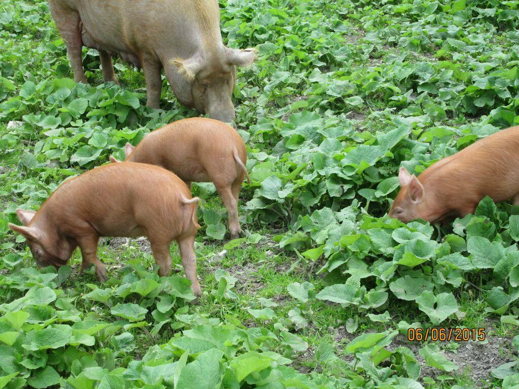 The Ginger Piggery-沃敏斯特必去景点