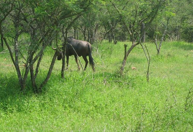 Groot Verlange Horse Academy & Safaris-Brits必去景点