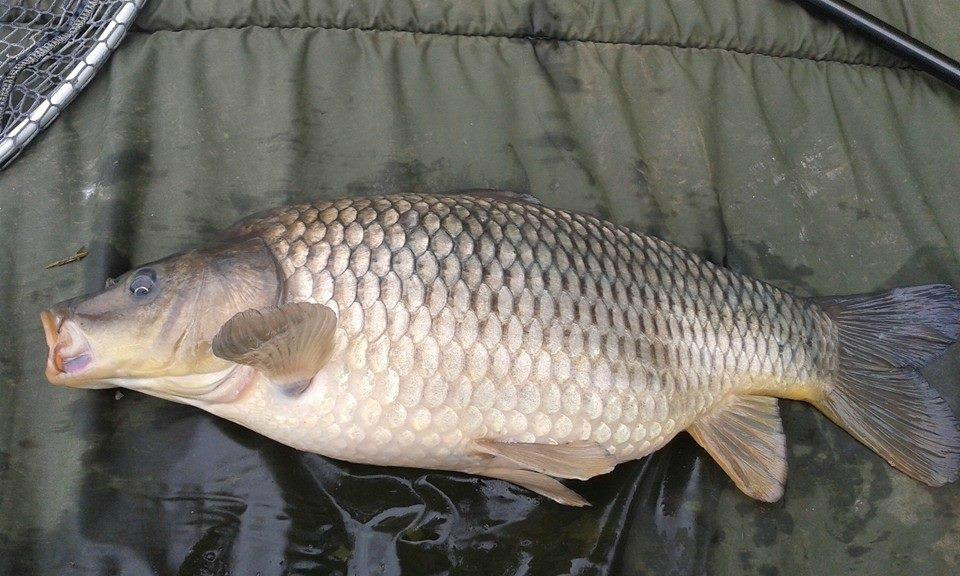 Upper Farm Fishery景点图片