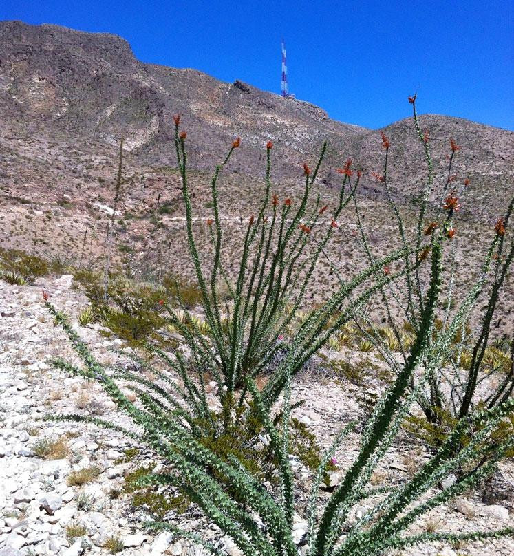 Thousand Steps Trail-埃尔帕索必去景点