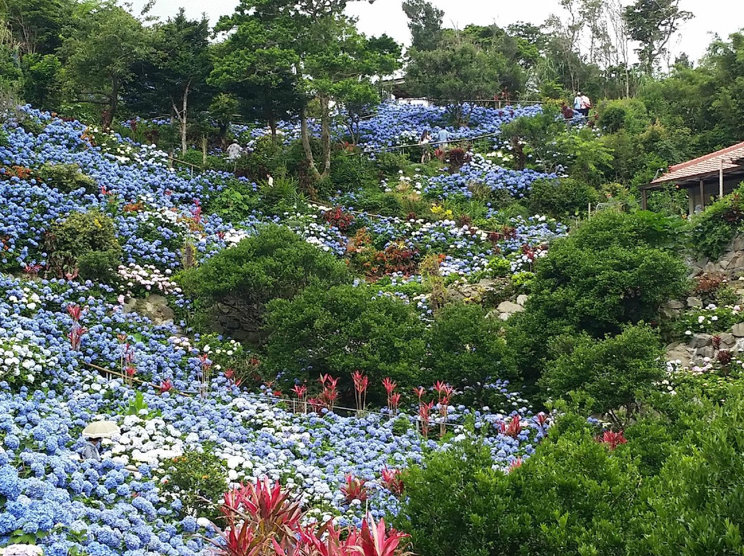 Yohena Ajisai Park景点图片
