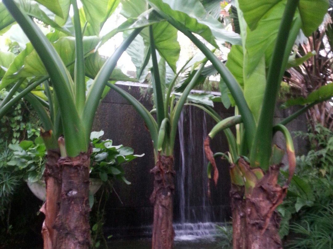 The Secret Garden Utama景点图片