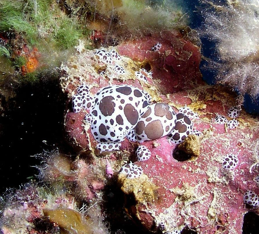 Waterhoppers Corfu-Ipsos必去景点