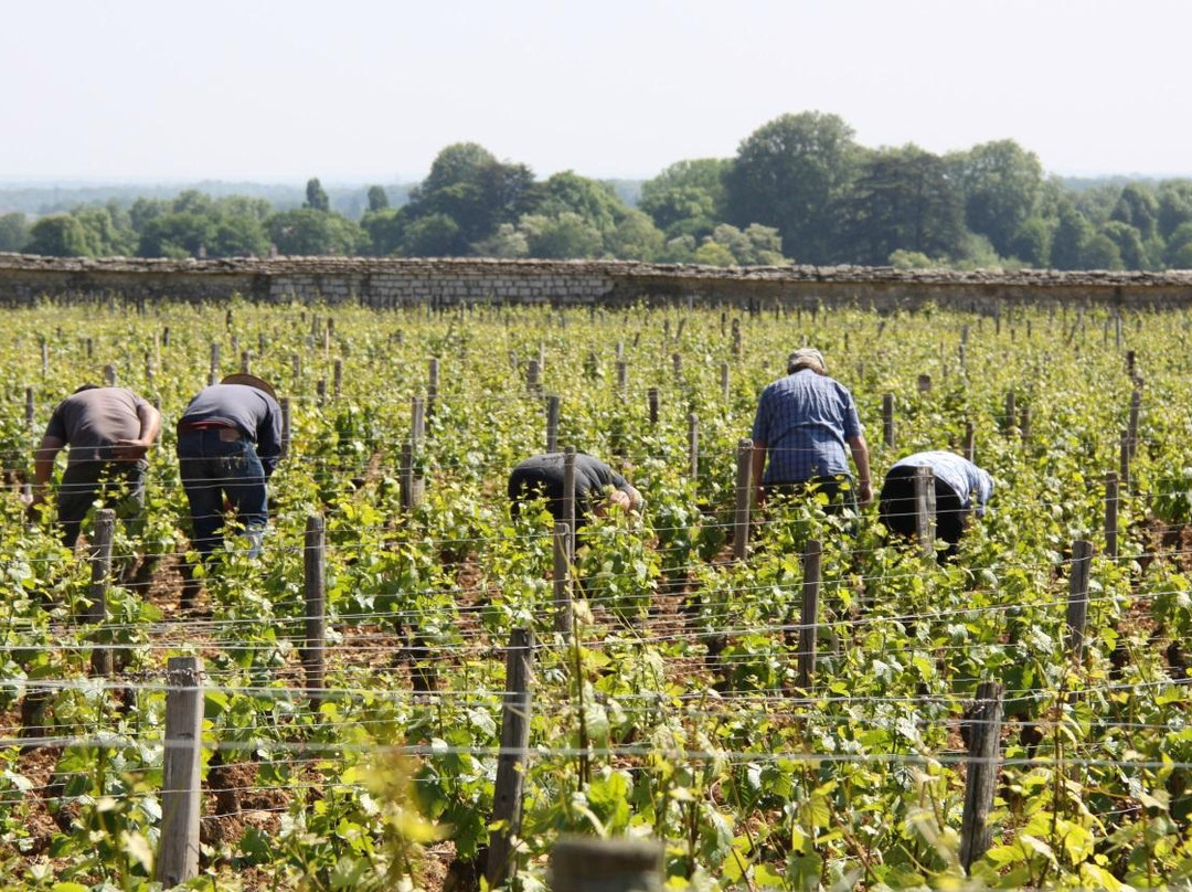 Divine Bourgogne Tours-博讷必去景点