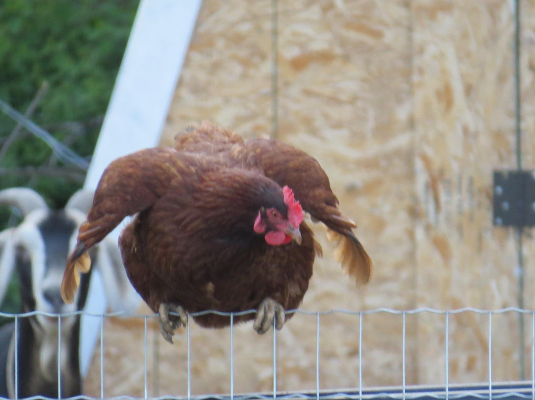 Labyrinth Farm-坎卢普斯必去景点