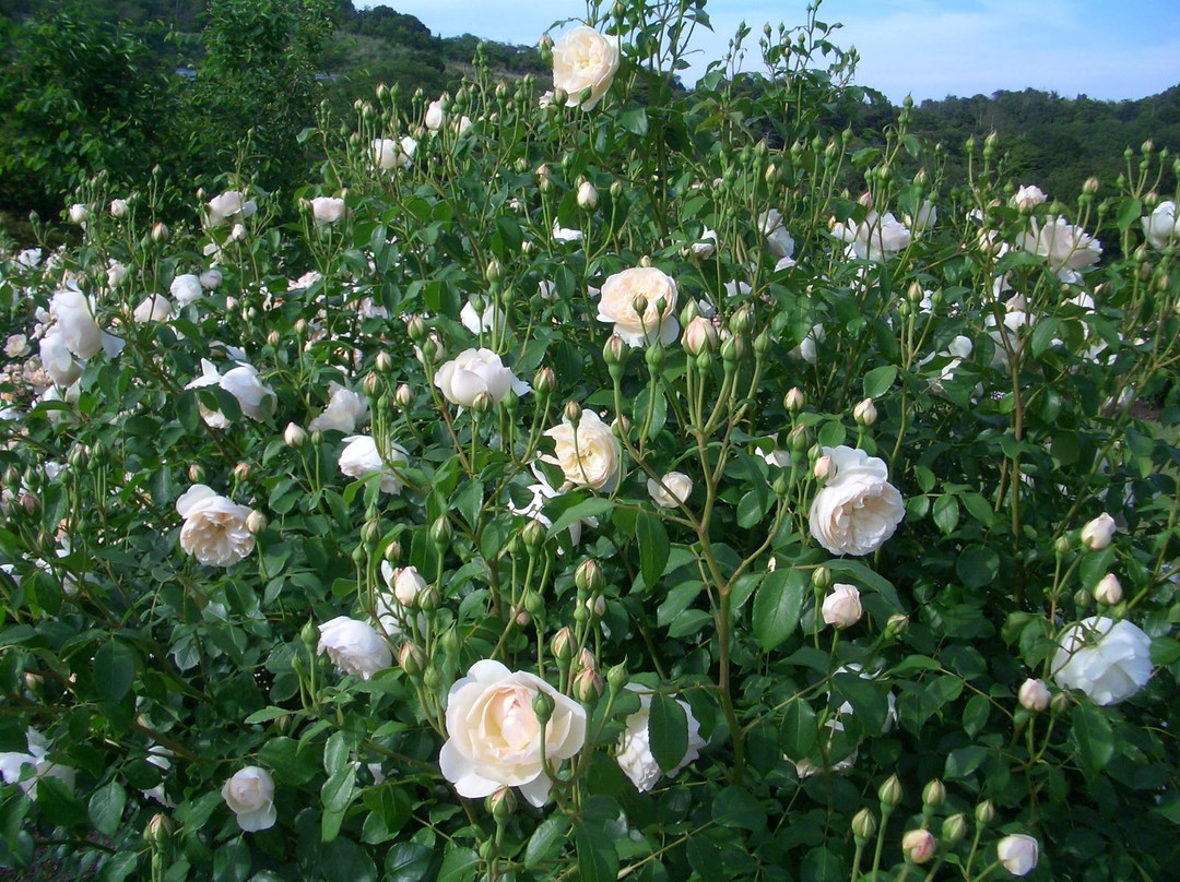 Hanasaki Farm / David Austin Roses-泉南市必去景点