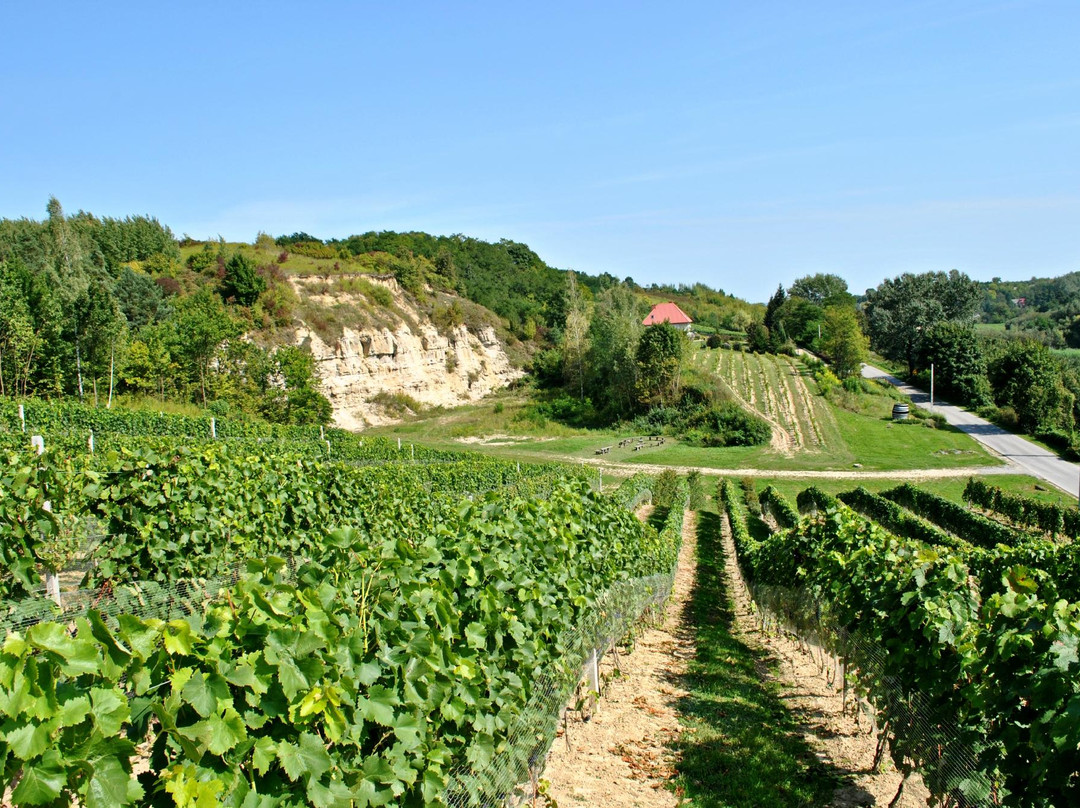 Sandomierska Winery景点图片