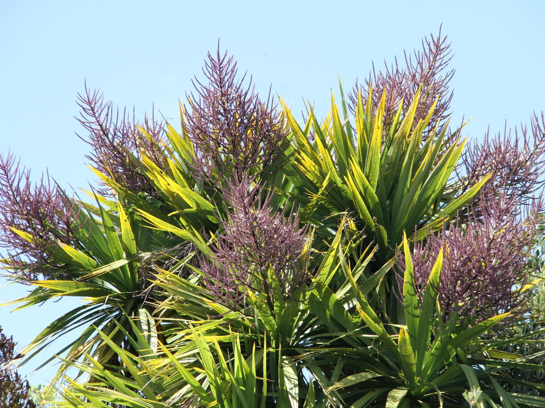 Puketarata Garden景点图片