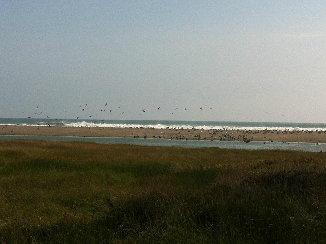 Humedal del Rio Lluta-阿里卡必去景点