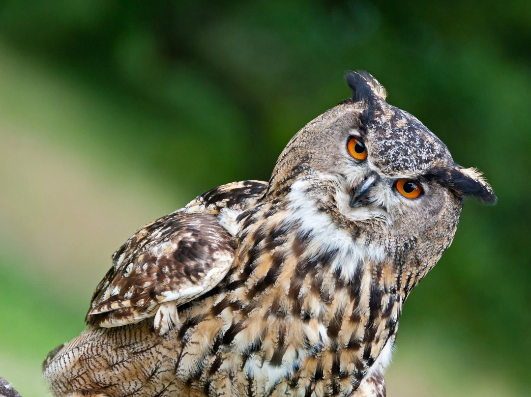 Tierpark Sababurg-Hofgeismar必去景点