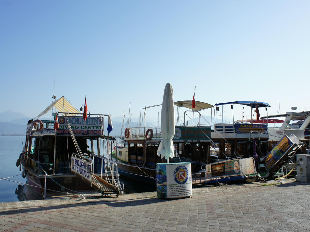 Dolphin Diving Centre景点图片