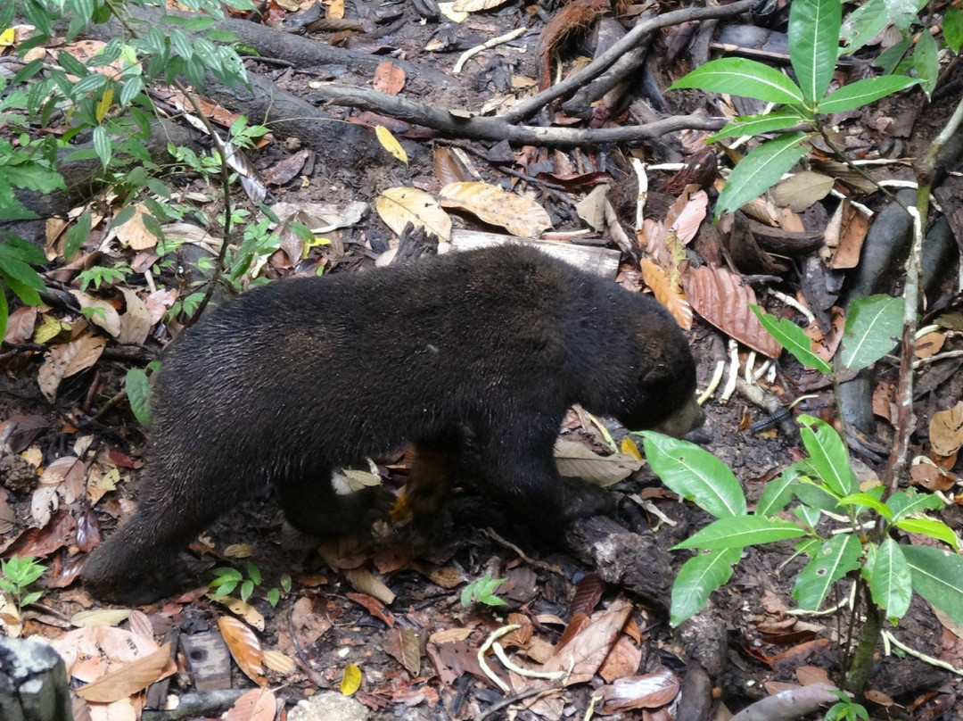 Bornean Sun Bear Conservation Centre-山打根必去景点